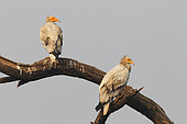 Egyptian Vulture (Neophron percnopterus) Adult pair perched in the morning watching, India