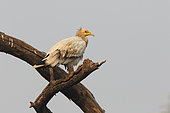 Egyptian Vulture (Neophron percnopterus) Adult perched in the morning watching, India