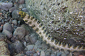 Snowflake Moray Eel (Echidna nebulosa), Melasti dive site, Amed, Karangasem Regency, Bali, Indonesia, Indian Ocean