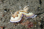 Co's Nudibranch (Goniobranchus coi), Jemeluk Bay dive site, Amed, Karangasem Regency, Bali, Indonesia, Indian Ocean