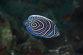 Juvenile Emperor Angelfish (Pomacanthus imperator), Ghost Bay dive site, Amed, Karangasem Regency, Bali, Indonesia, Indian Ocean
