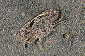Granulated Swimming Crab (Cycloachelous granulatus), night dive, Melasti dive site, Amed, Karangasem Regency, Bali, Indonesia, Indian Ocean