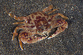 Swimming Crab (Charybdis sp), night dive, Melasti dive site, Amed, Karangasem Regency, Bali, Indonesia, Indian Ocean