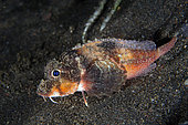 Blue-eyed Stingfish (Minous trachycephalus), night dive, Melasti dive site, Amed, Karangasem Regency, Bali, Indonesia, Indian Ocean