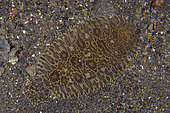 Carpet Sole (Liachirus melanospilus), night dive, Melasti dive site, Amed, Karangasem Regency, Bali, Indonesia, Indian Ocean