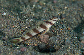 Slantbar Shrimpgoby (Amblyeleotris diagonalis), Bintang Divers dive site, Amed, Karangasem Regency, Bali, Indonesia, Indian Ocean