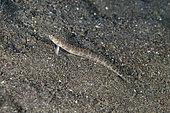 Spotted Sand Diver (Trichonotus setiger), Bintang Divers dive site, Amed, Karangasem Regency, Bali, Indonesia, Indian Ocean