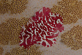 Comb Jelly (Coeloplana sp) on Granular Sea Star (Choriaster granulatus), Sedam dive site, Tulamben, Karangasem Regency, Bali, Indonesia, Indian Ocean