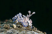 Harlequin Shrimp (Hymenocera elegans), Sedam dive site, Tulamben, Karangasem Regency, Bali, Indonesia, Indian Ocean