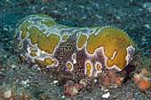 Leopard Sea Cucumber (Bohadschia argus), Sedam dive site, Tulamben, Karangasem Regency, Bali, Indonesia, Indian Ocean