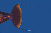 Tail of Bignose Unicornfish (Naso vlamingii) with filaments, Liberty Wreck dive site, Tulamben, Karangasem Regency, Bali, Indonesia, Indian Ocean