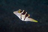 Black-saddled Toby (Canthigaster valentini), Uyah Hotel dive site, Amed, Karangasem Regency, Bali, Indonesia, Indian Ocean