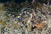 Boxer Shrimp (Stenopus hispidus) cleaning Raggy Scorpionfish (Scorpaenopsis venosa), Uyah Hotel dive site, Amed, Karangasem Regency, Bali, Indonesia, Indian Ocean