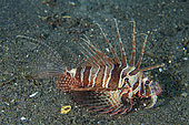 Bluefin Lionfish (Parapterois heterura), Melasti dive site, Amed, Karangasem Regency, Bali, Indonesia, Indian Ocean