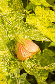 Painted indian mallow (Abutilon pictum) 'Thompsonii'