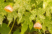 Painted indian mallow (Abutilon pictum) 'Thompsonii'