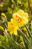 Double Daffodil Narcissus 'Tahiti'