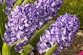 Garden hyacinth (Hyacinthus orientalis) 'Skyline'