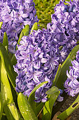 Garden hyacinth (Hyacinthus orientalis) 'Skyline'
