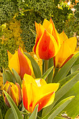 Greig Tulip (Tulipa greigii) 'Cape Cod' Breeder: Turc (FRA)