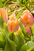 Single early tulip Tulipa 'Salmon Prince'