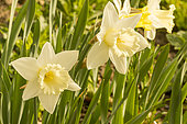 Narcissus trompette 'Mount Hood'