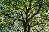 Mountain maple, Acer pseudoplatanus, Switzerland, Europe