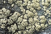 Crustose lichen (Lecanora polytropa), Haute-Nendaz, Valais, Switzerland, Europe