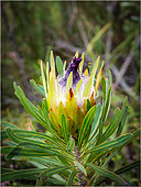 Long-leaf sugarbush (Protea longifolia). Fernkloof Nature Reserve, Hermanus, Whale Coast. Overberg. Western Cape. South Africa