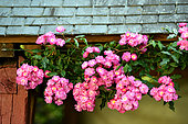 'Dentelle de Bruxelles' climbing rose in the Moulin de la Lande garden, Brittany, France