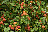 Old variety of apples in Brittany, Conservatory orchard of Illifaut, Côtes d'Armor, France