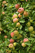 Old variety of apples in Brittany, Conservatory orchard of Illifaut, Côtes d'Armor, France