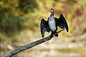 Great cormorant (Phalacrocorax carbo) with opened wings, Automn, Alsace, France.