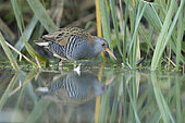 Water rail (Rallus aquaticus) in the reed-bed, Alsace, France.