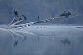 Great cormorants (Phalacrocorax carbo) resting on a dead tree above the river, Alsace, France.