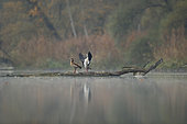 Egyptian gooses (Alopochen aegyptiaca) pair resting on a floating dead wood, Alsace, France.