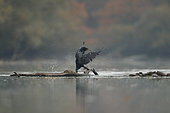 Great cormorant (Phalacrocorax carbo) with opened wings, Automn, Alsace, France.