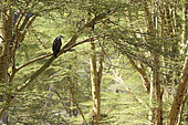 Fish eagle (Haliaeetus vocifer) on a branch, Lake Nakuru, Kenya