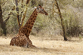 Rothschild's giraffe (Giraffa camelopardalis rothschildi) resting, Lake Nakuru Kenya
