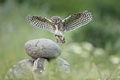 Little Owl (Athene noctua) in flight, bulgaria