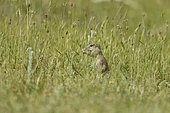 European ground squirrel (Spermophilus citellus) in grass, Bulgaria
