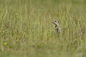 European ground squirrel (Spermophilus citellus) in grass, Bulgaria