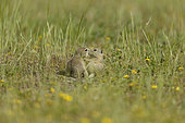 European ground squirrel (Spermophilus citellus) playing in grass, Bulgaria