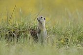 European ground squirrel (Spermophilus citellus) standing in grass, Bulgaria