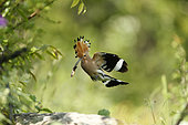 Eurasian Hoopoe (Upupa epops) flying with prey, Bulgaria