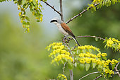 Red-backed shrike (Lanius collurio) male on a branch, Bulgaria