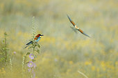 European Bee-eater (Merops apiaster) wings wide opened, Bulgaria