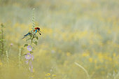 European Bee-eater (Merops apiaster) rejecting a pellet, Bulgaria
