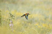 European Bee-eater (Merops apiaster) in flight, Bulgaria