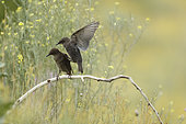 Spotless starling (Sturnus unicolor) juveniles on a branch, Bulgaria